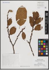 Foto von Salix caprea L.